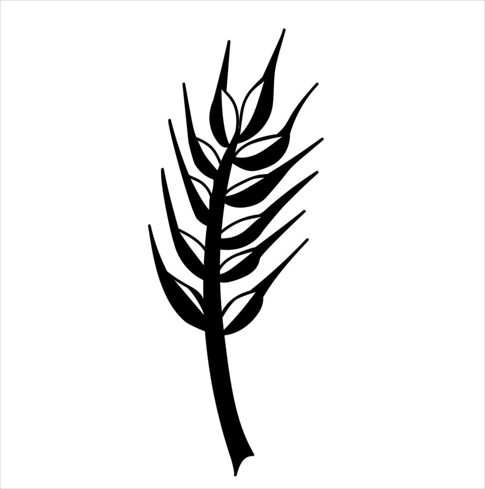 Spikelet. Botanical vector illustration of a plant in Doodle style