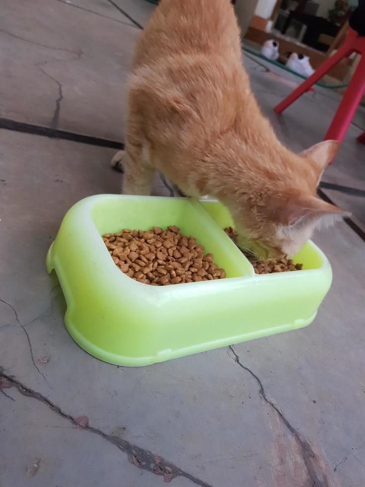 Photo of a stray cat around our house.