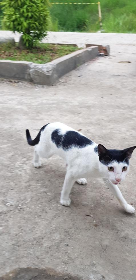 foto de un gato callejero en nuestra casa.