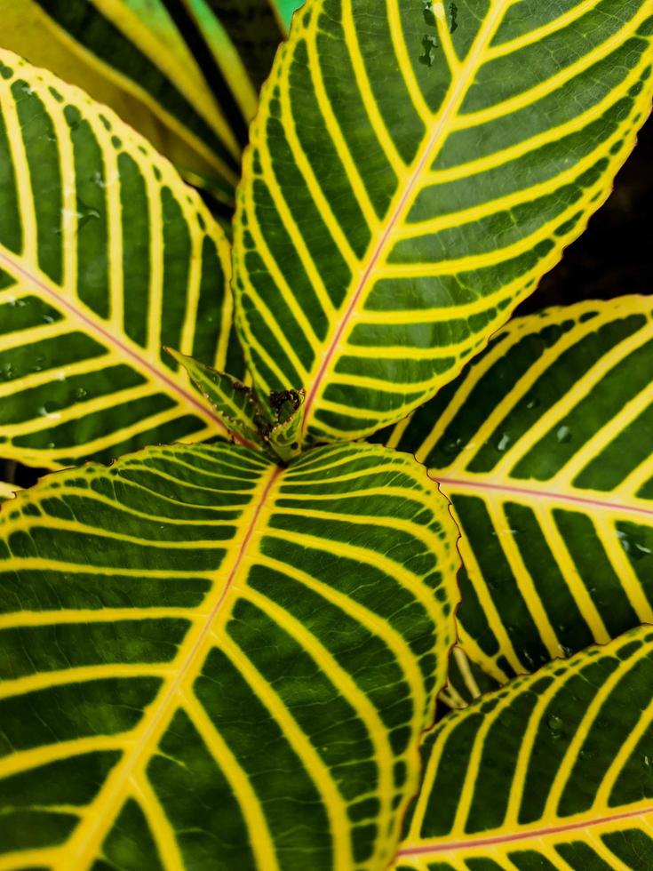 Leaf pattern of the Sanchezia Speciosa plant photo