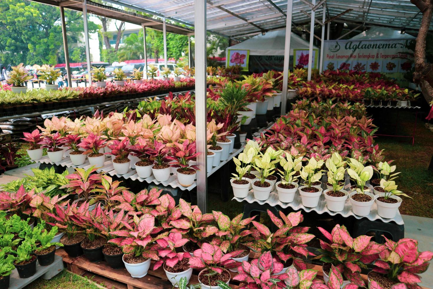 A flower shop that sells various kinds of flowers, one of which is Garden Croton which has the scientific name Codiaeum variegatum photo