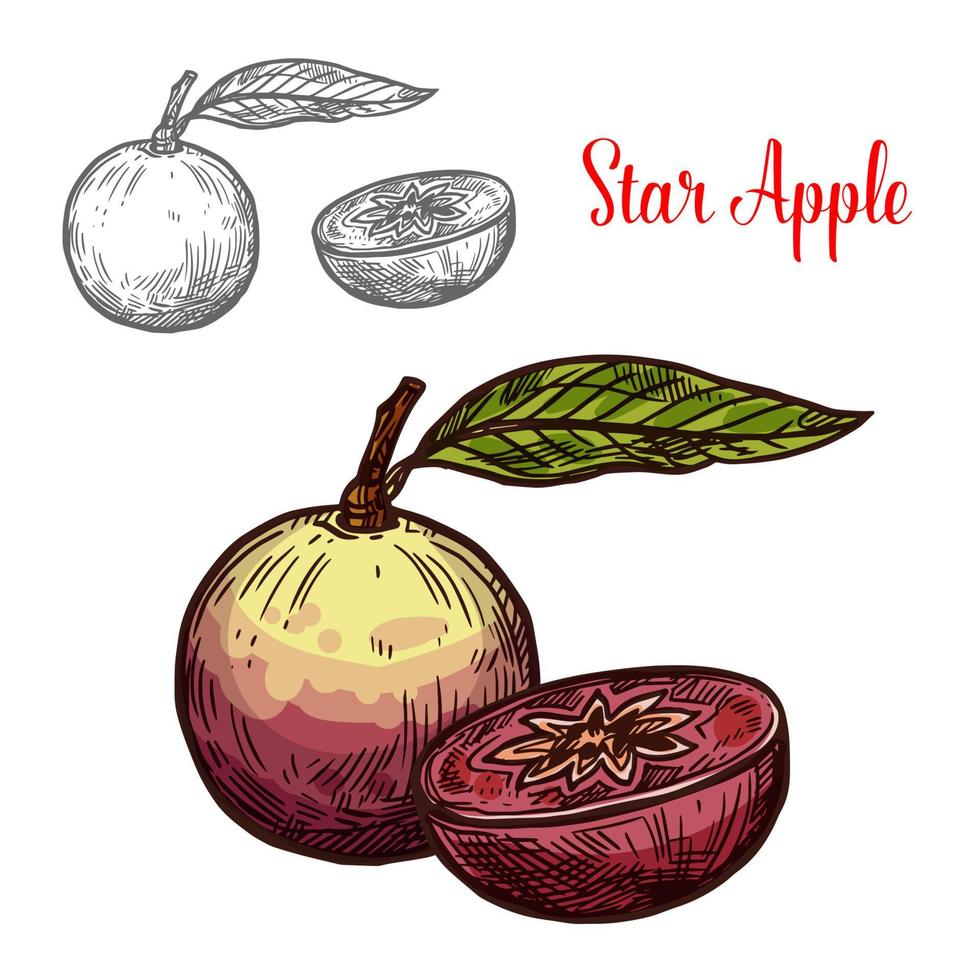 Star apple or cainito tropical fruit sketch vector