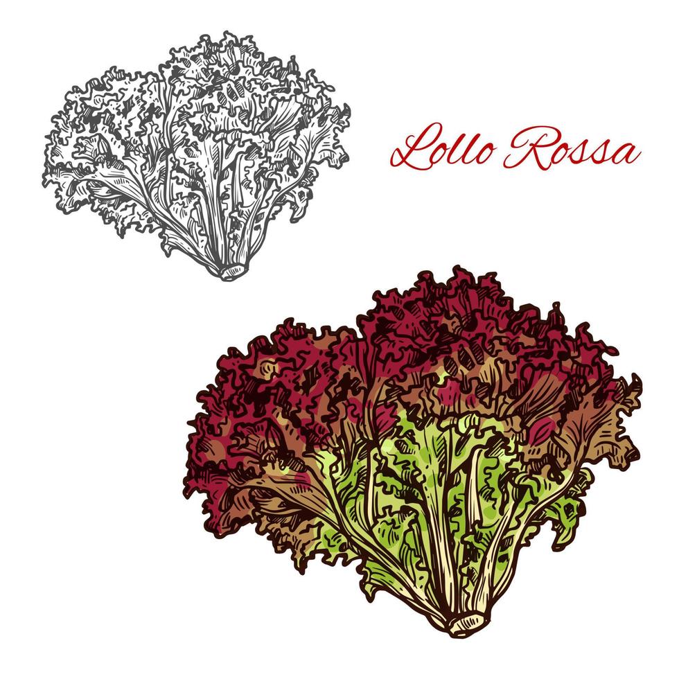 Red lollo rossa lettuce leaf vegetable sketch vector