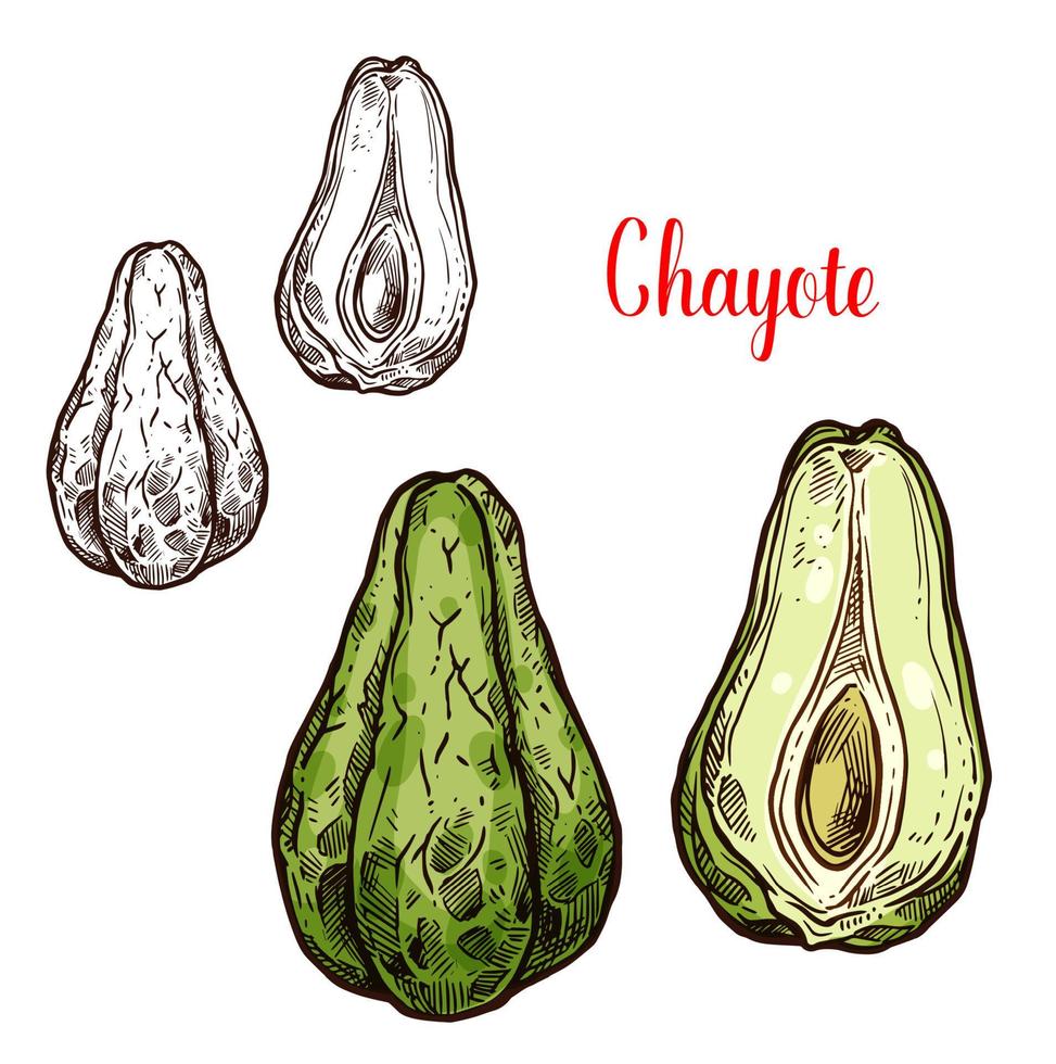 Chayote vegetable of exotic mexican plant sketch vector