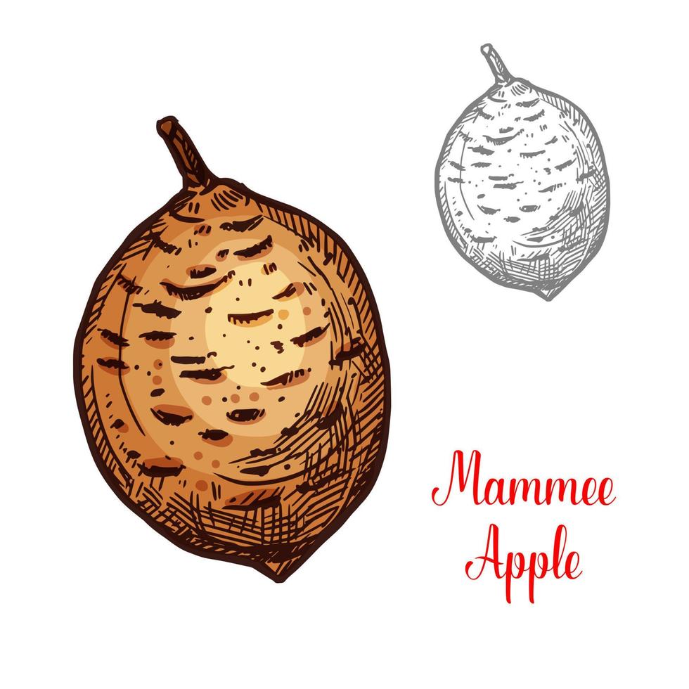 fruta exótica mammee manzana vector