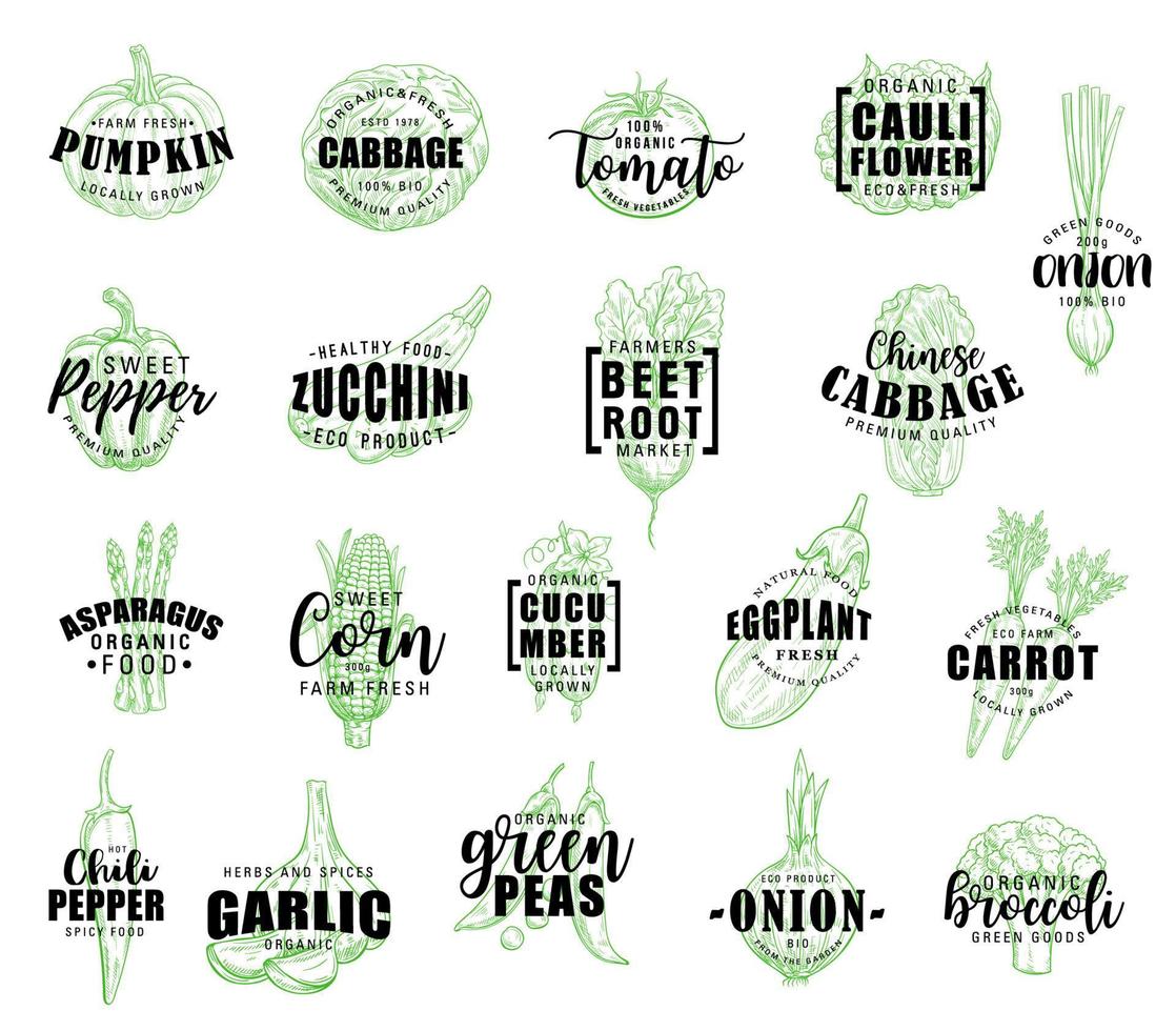 Vegetable hand drawn lettering with veggies sketch vector