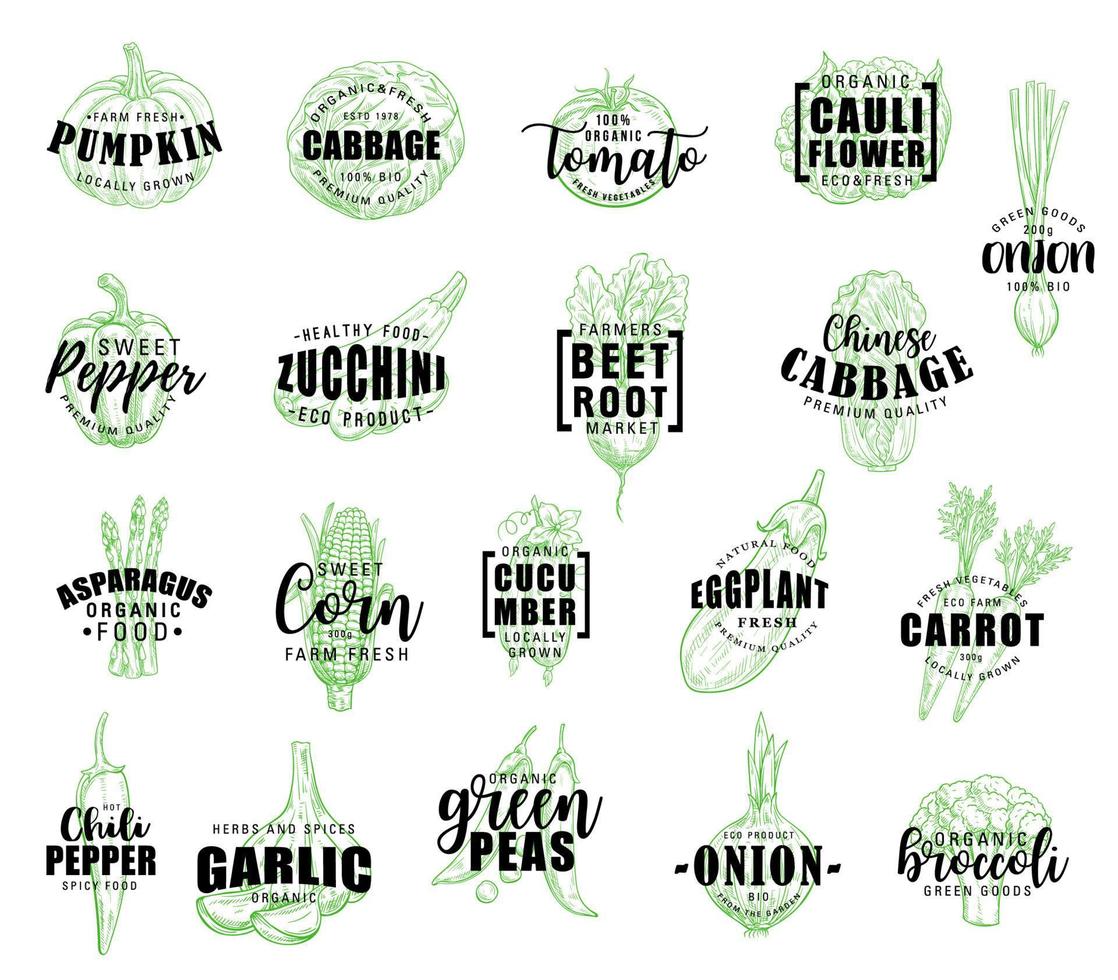 letras dibujadas a mano vegetal con boceto de verduras vector