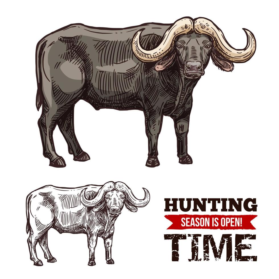 African cape buffalo or desert ox mammal animal vector