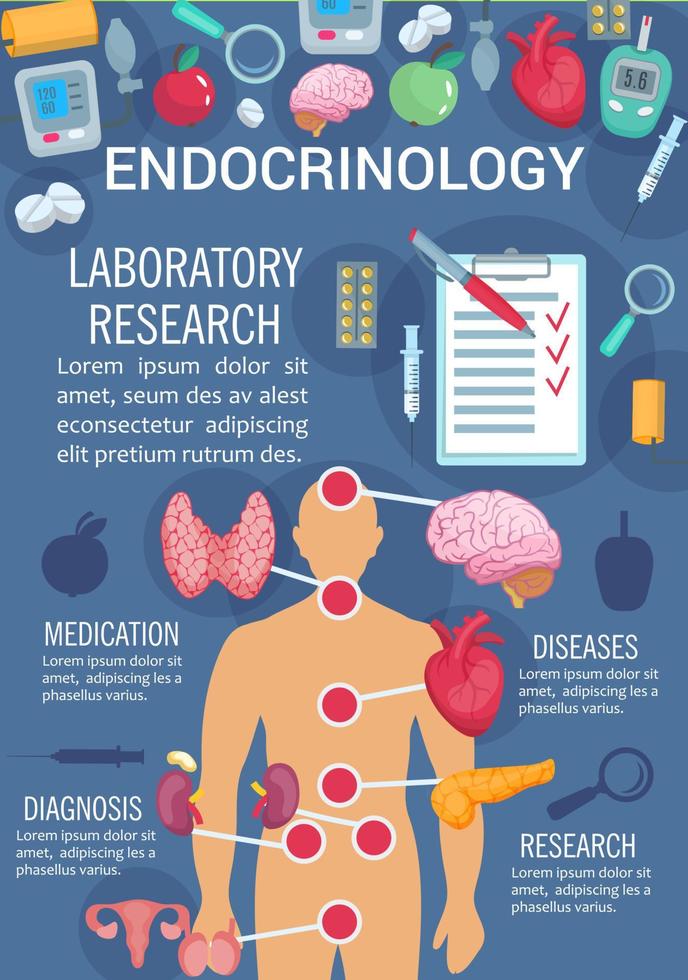 Endocrinology poster with human endocrine system vector