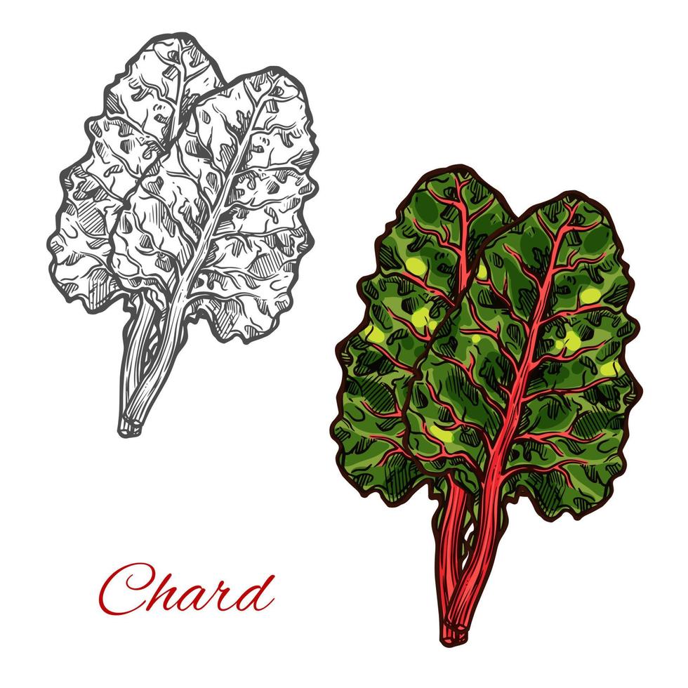 Chard or beet spinach green leaf vegetable sketch vector