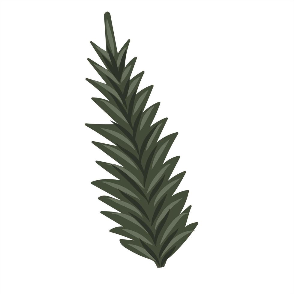 Hand-drawn fir or pine tree branch isolated on white background vector