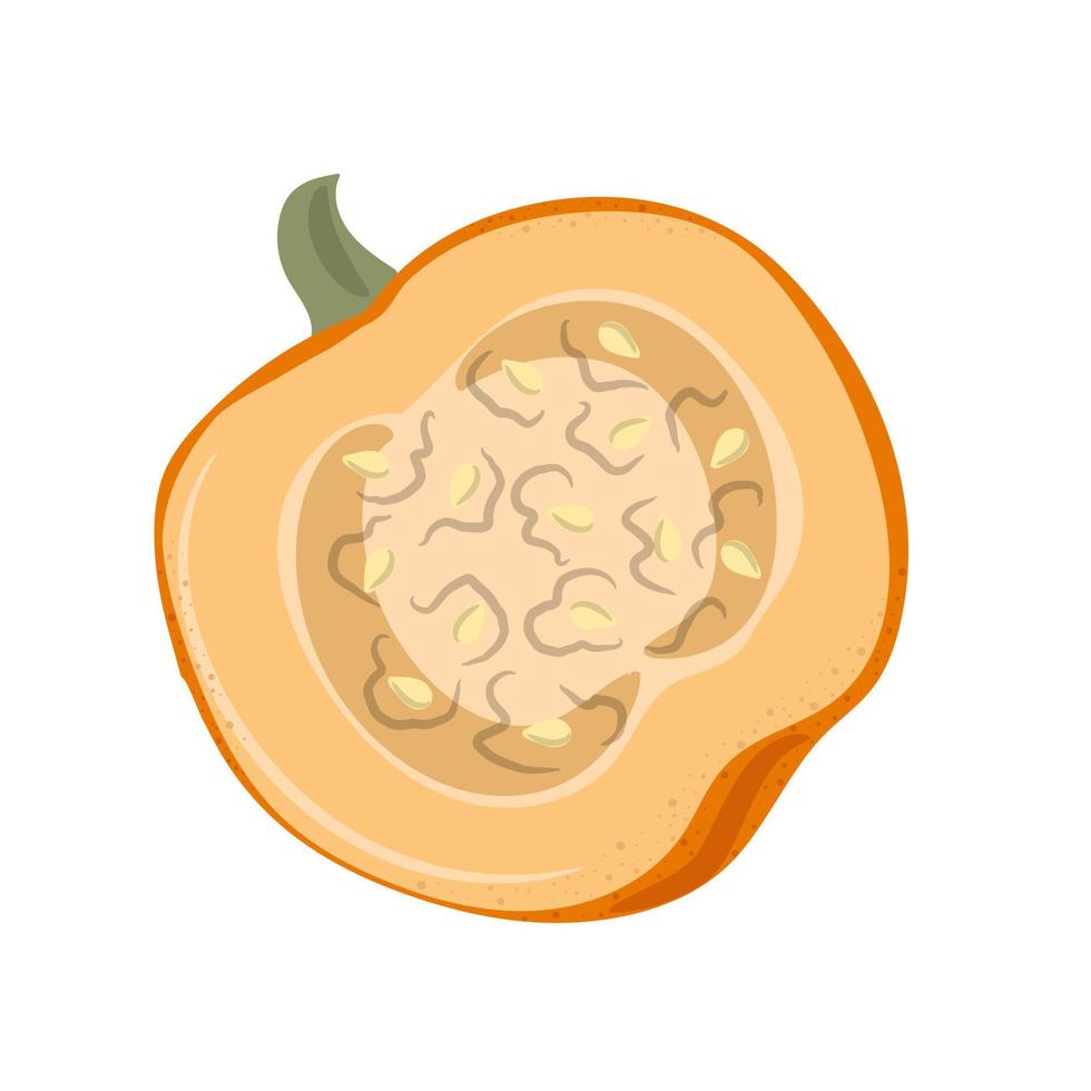 Autumn  Half of pumpkin. Vegetable composition vector