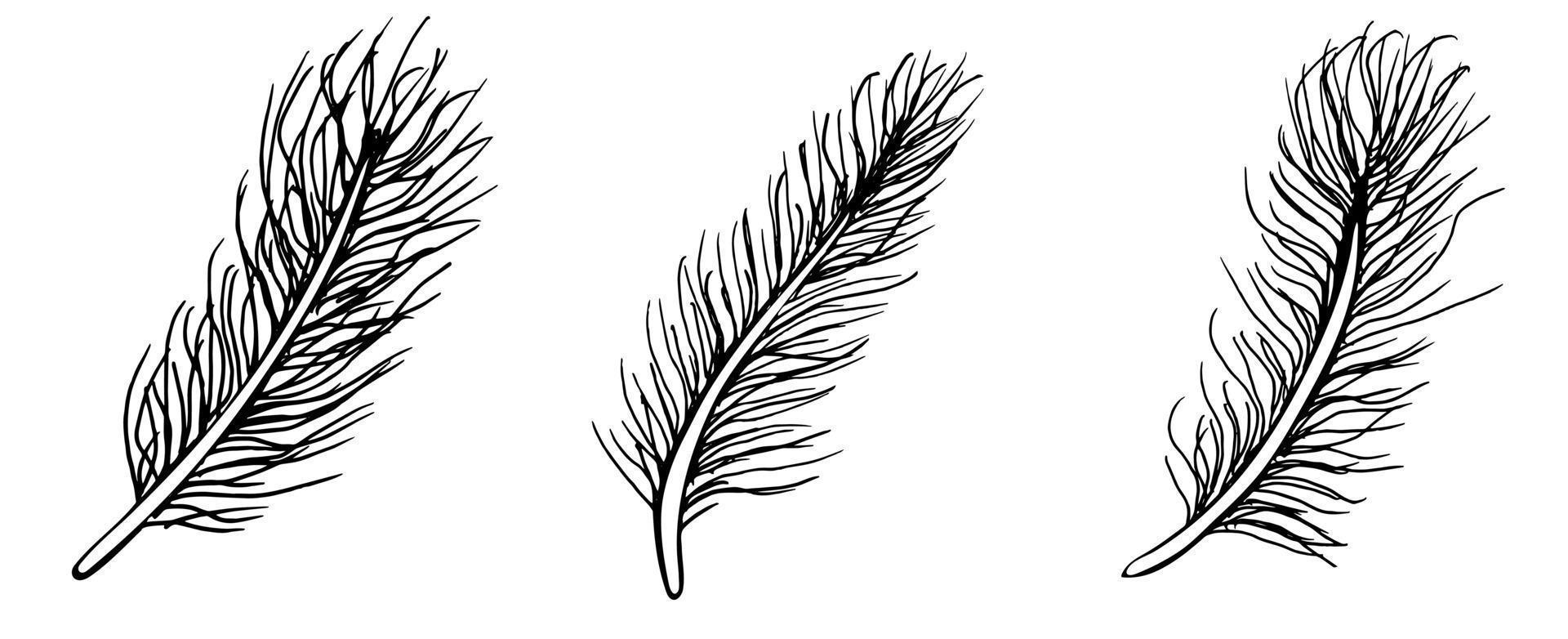 Set of bird feathers vector