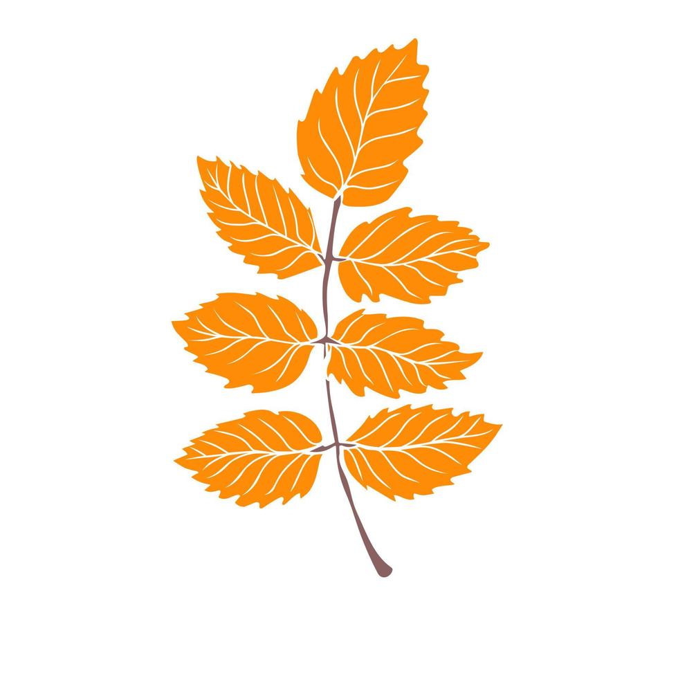 Hand drawn branch with autumn leaves. Botanical drawing vector