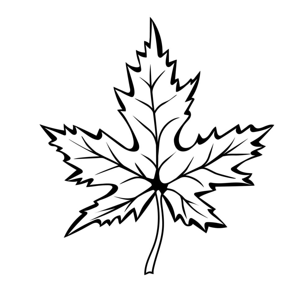 Maple Leaf in doodle style. Botanical drawing. Element for cards, posters, stickers and professional design. Hand drawn vector illustration