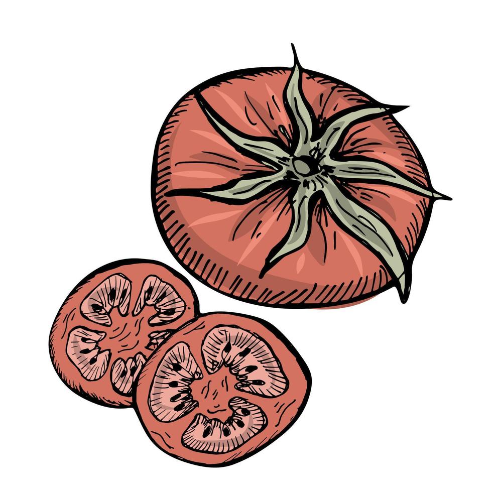 tomate cherry. tomate entero y rodajas de tomate al estilo garabato vector