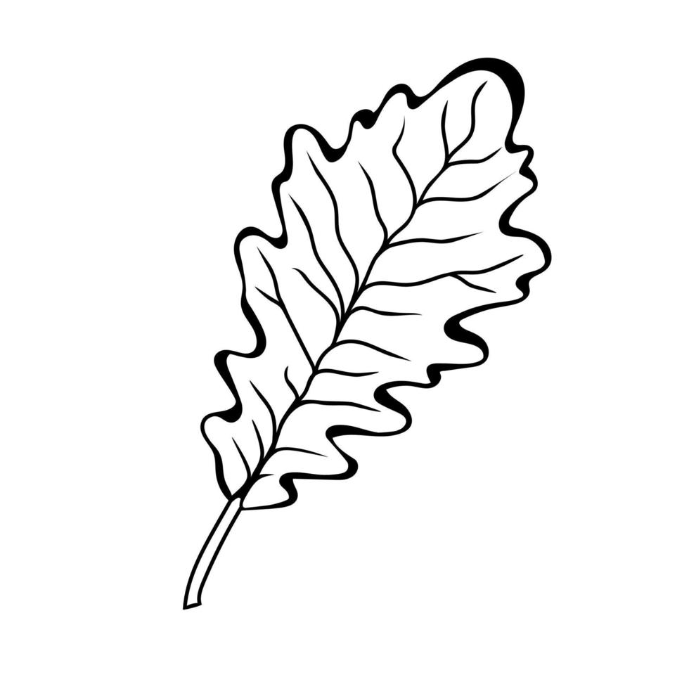 Oak leaf in doodle style. Botanical drawing. Element for cards, posters, stickers and professional design. Hand drawn vector illustration