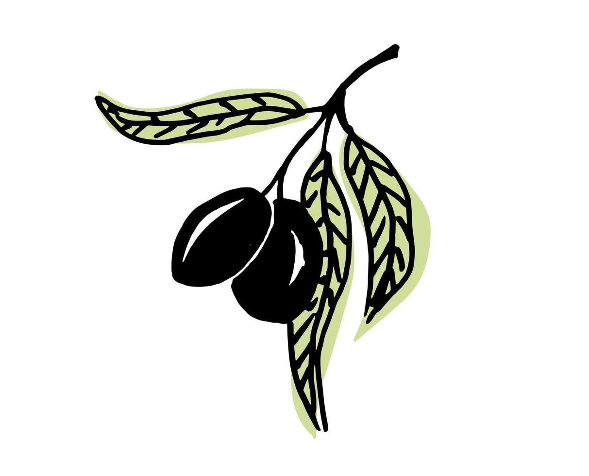 Olive branches. Vector illustration