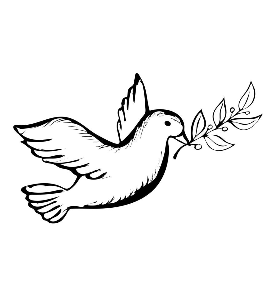 Dove with olive branch vector