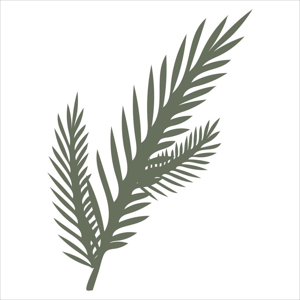 Hand-drawn fir or pine tree branch isolated on white background vector