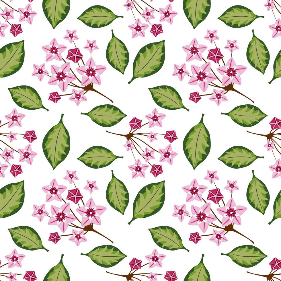 Seamless pattern with hoya home flower vector