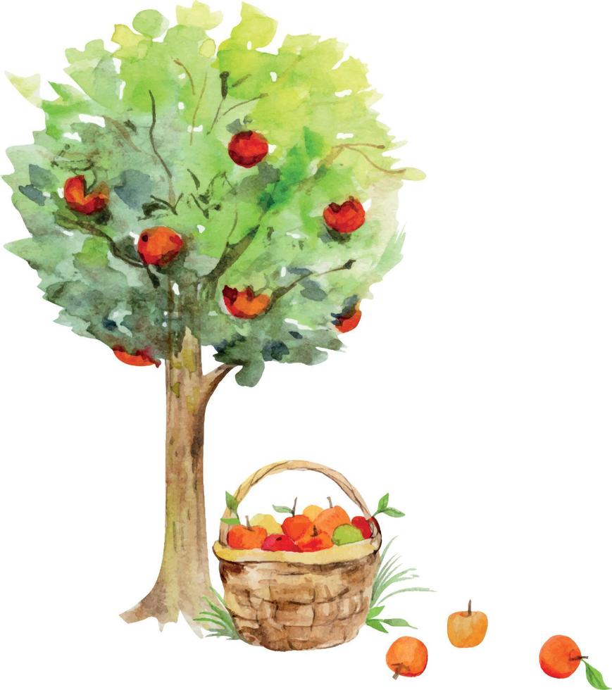 Watercolor hand drawn apple tree in fruit with a basket full of apples, isolated on white background. Design for cards, gift bags, invitations, textile, print, wallpaper, for children vector