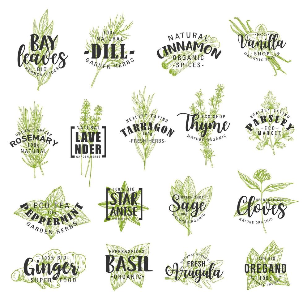 Herbs, spices, seasonings and condiments lettering vector