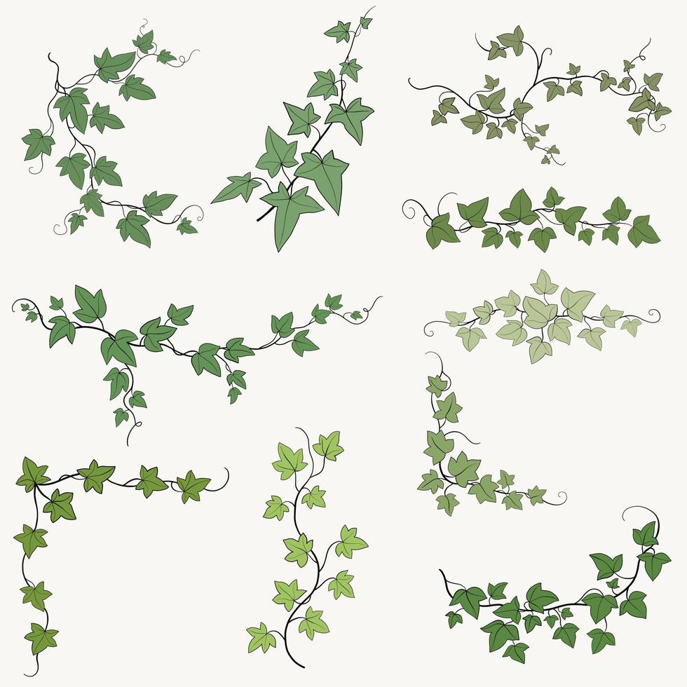 Floral ivy drawing decorative ornament flat design collection. vector