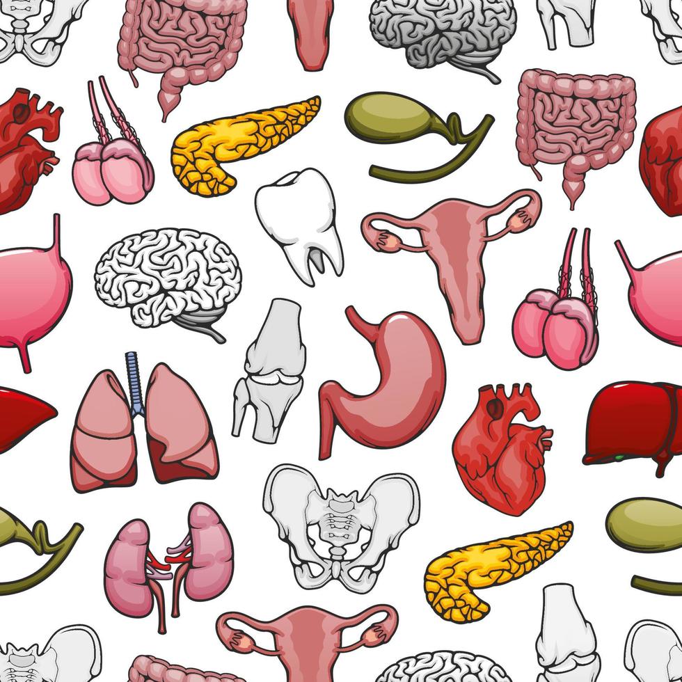 Human organs medical pattern with bones and joints vector