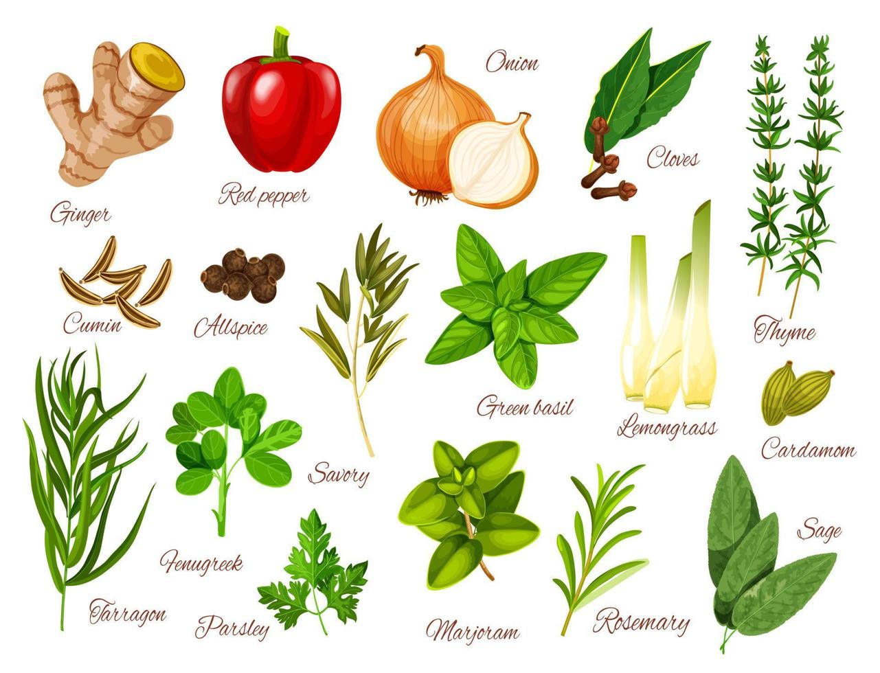 iconos de especias y hierbas de ingredientes alimentarios vector