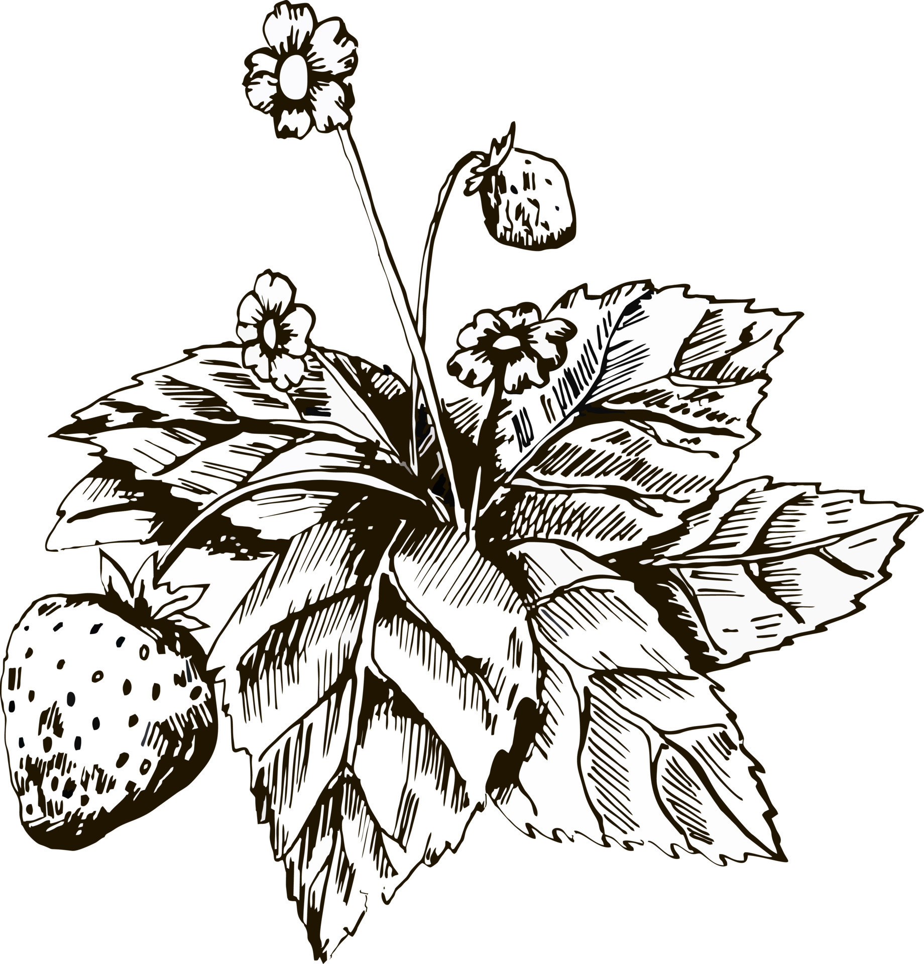 Strawberry Plant, Original Drawing, 5x7