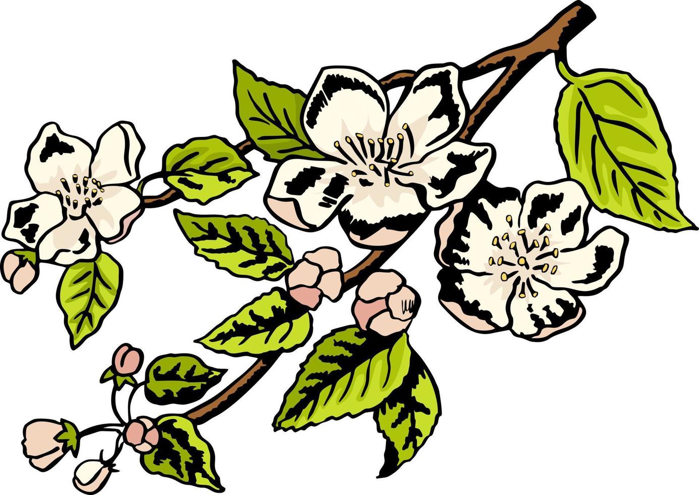Hand drawing apple tree branch. Color drawing sketch. Spring, nature, blooming apple tree vector