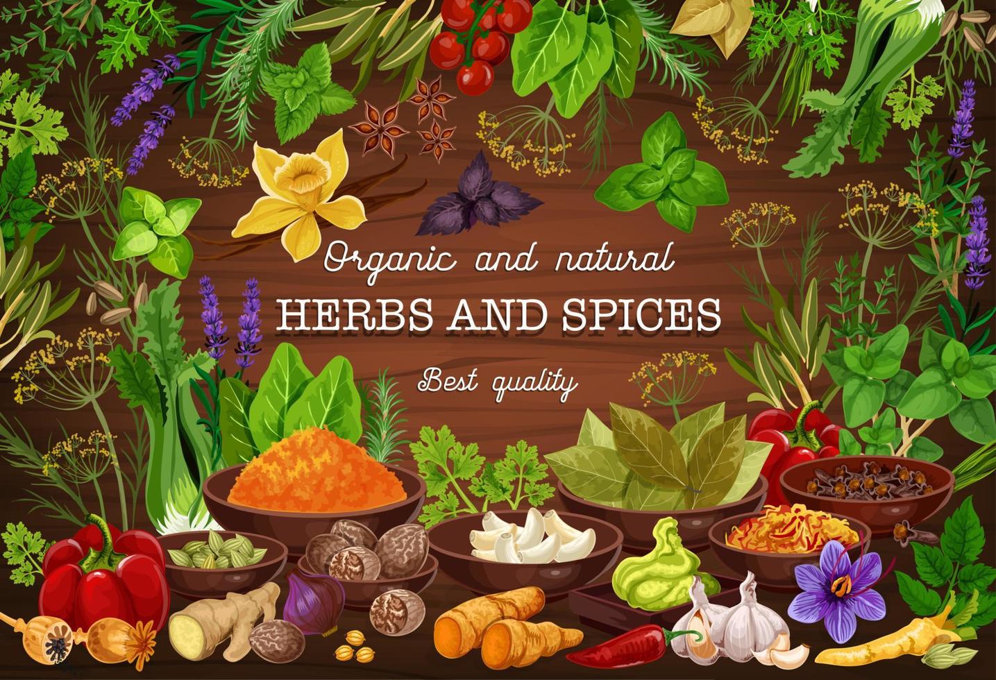 https://static.vecteezy.com/system/resources/previews/016/137/709/non_2x/spices-culinary-herbs-cooking-herbal-seasonings-vector.jpg