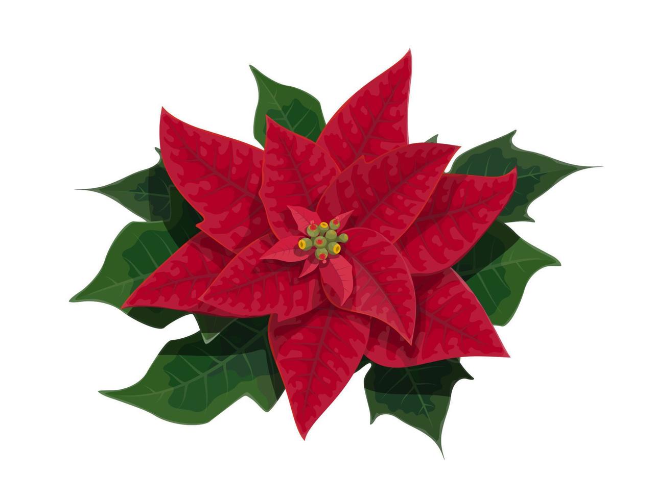 flor de nochebuena flor de navidad vacaciones vector