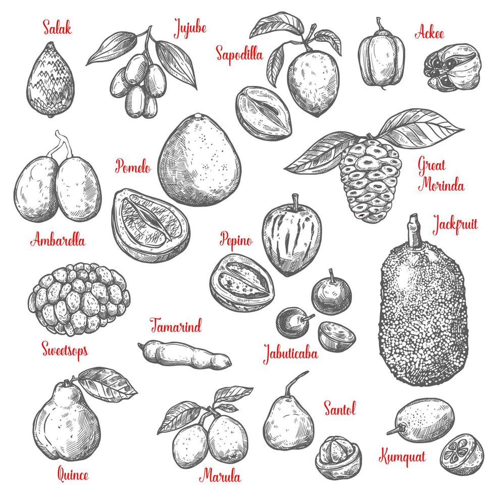 Exotic tropical fruits vector sketch