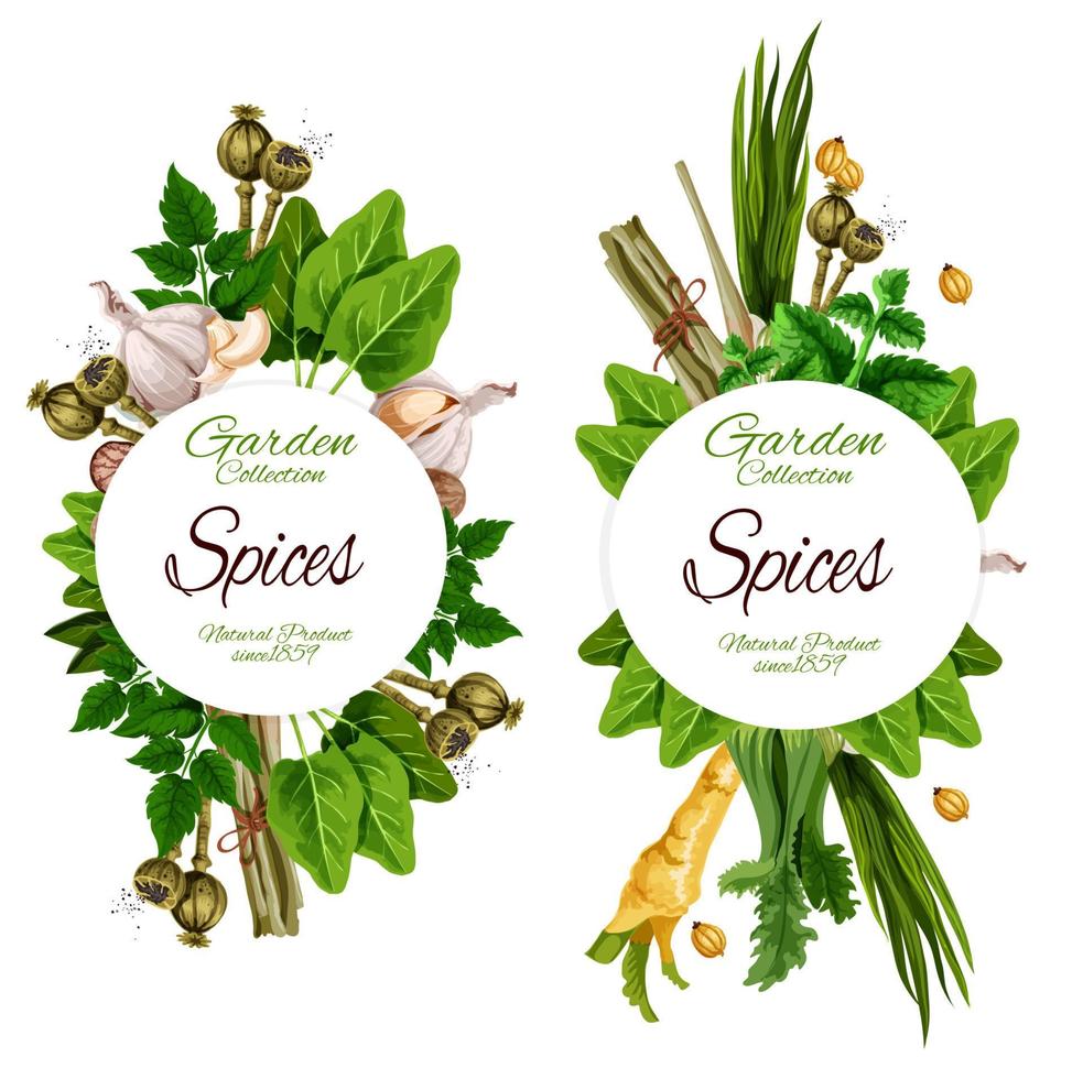 especias orgánicas y condimentos de hierbas aromáticas vector