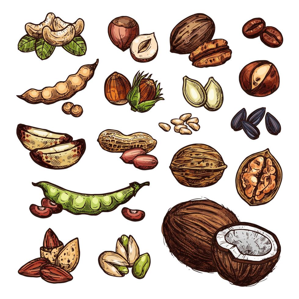 Nuts and bean seeds vector natural sketch