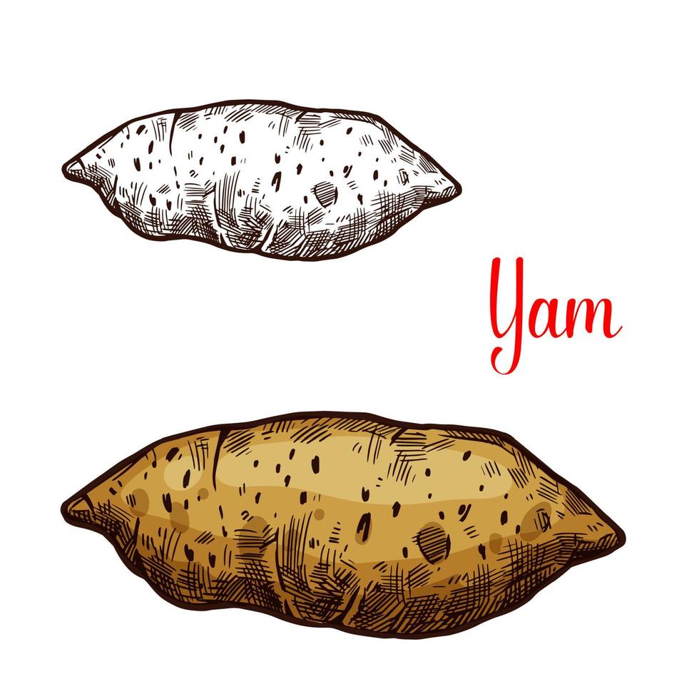 Yam vegetable tuber vector sketch