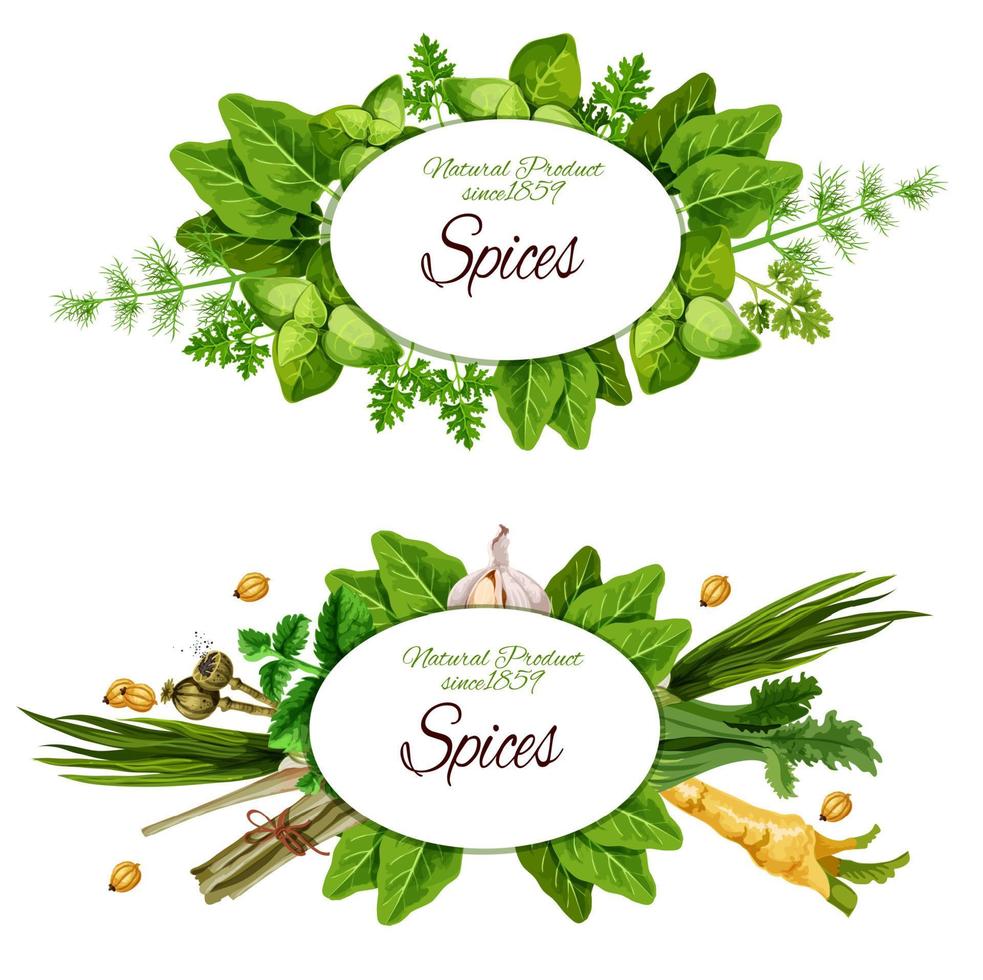 Natural herbal spices and herbs vector