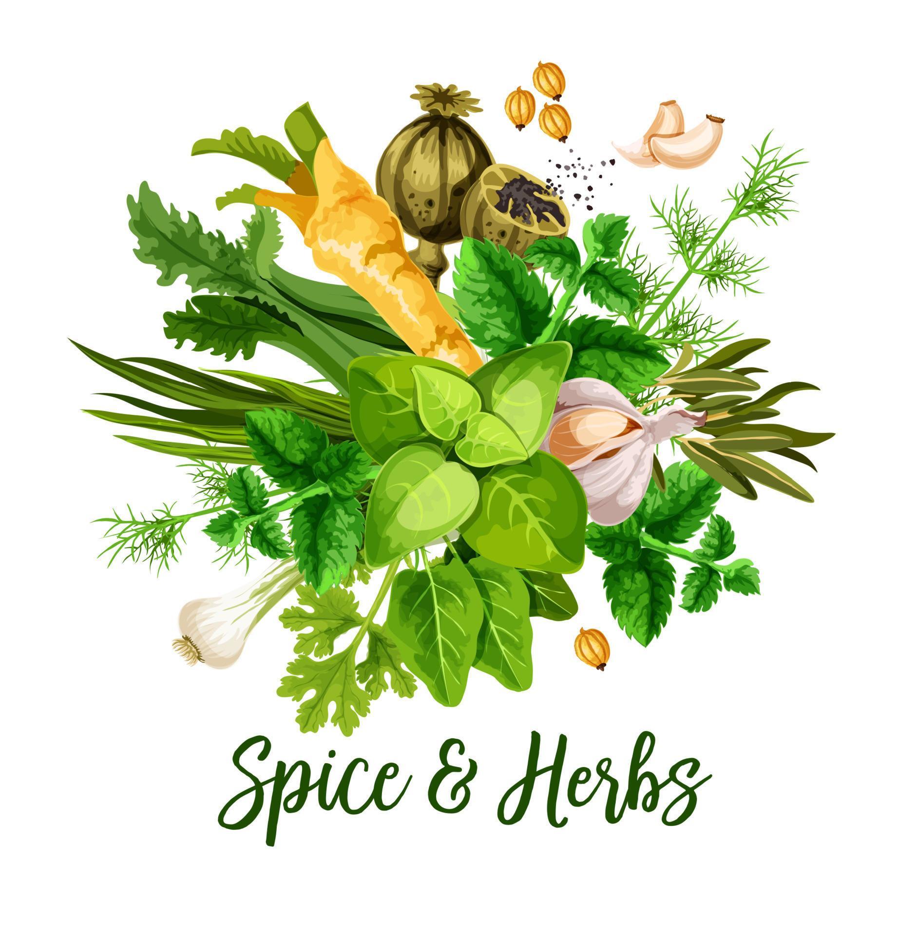 Vector spice, herbs and seasonings 16139330 Vector Art at Vecteezy
