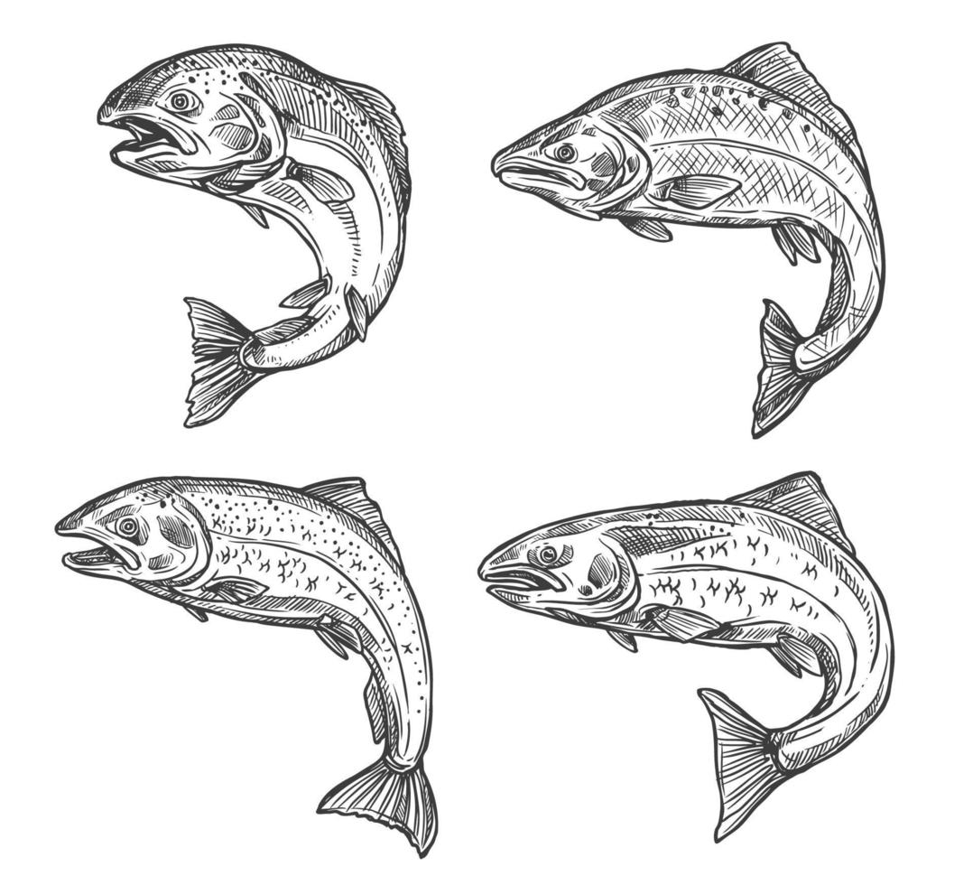 Fish sketch salmon and trout, fishing catch vector