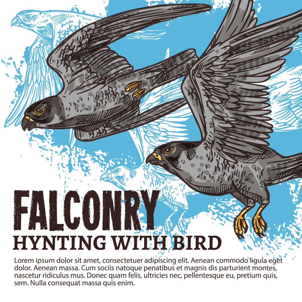 Falconry hunting, wild falcon birds vector