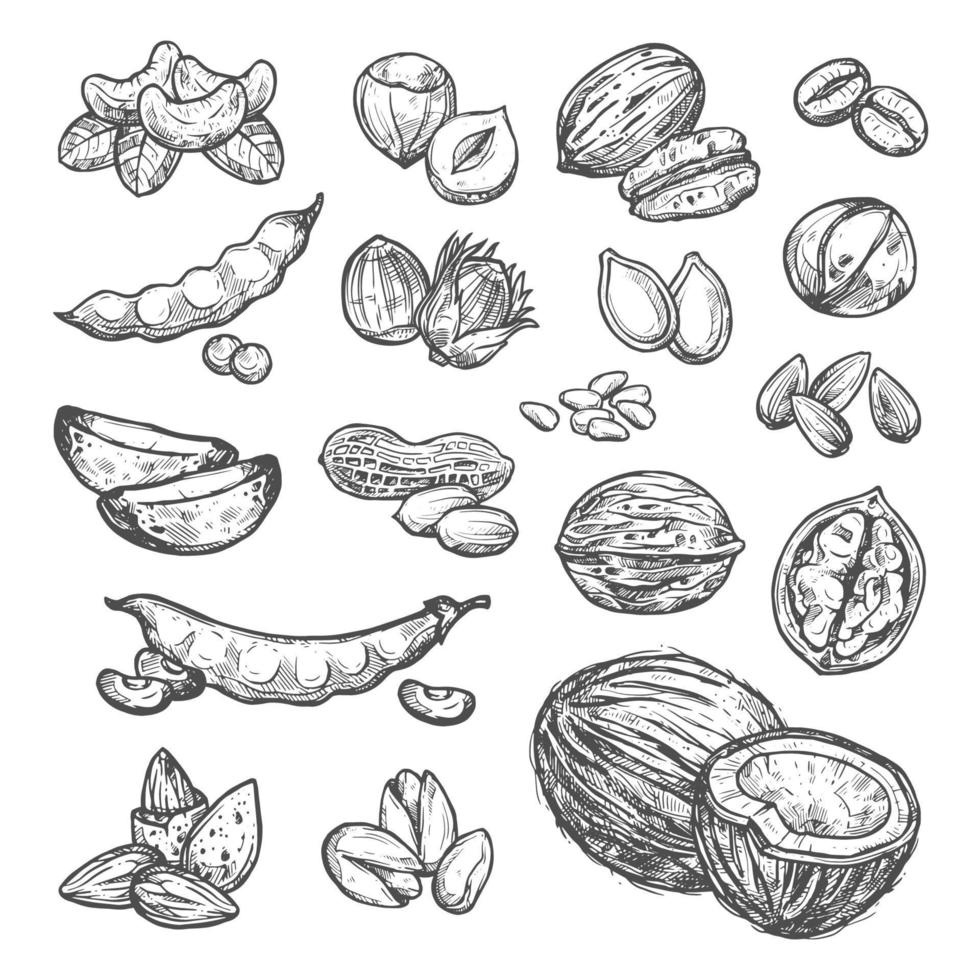 Nut, seed and bean sketch of healthy food design vector