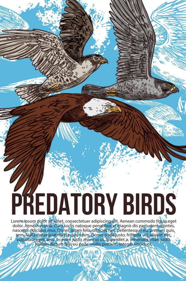 Eagle, falcon and hawk predatory birds, vector