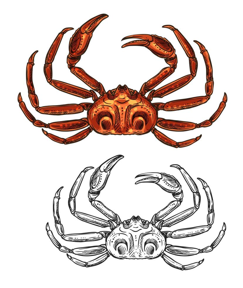 Crab isolated seafood and fishery sketch icon vector