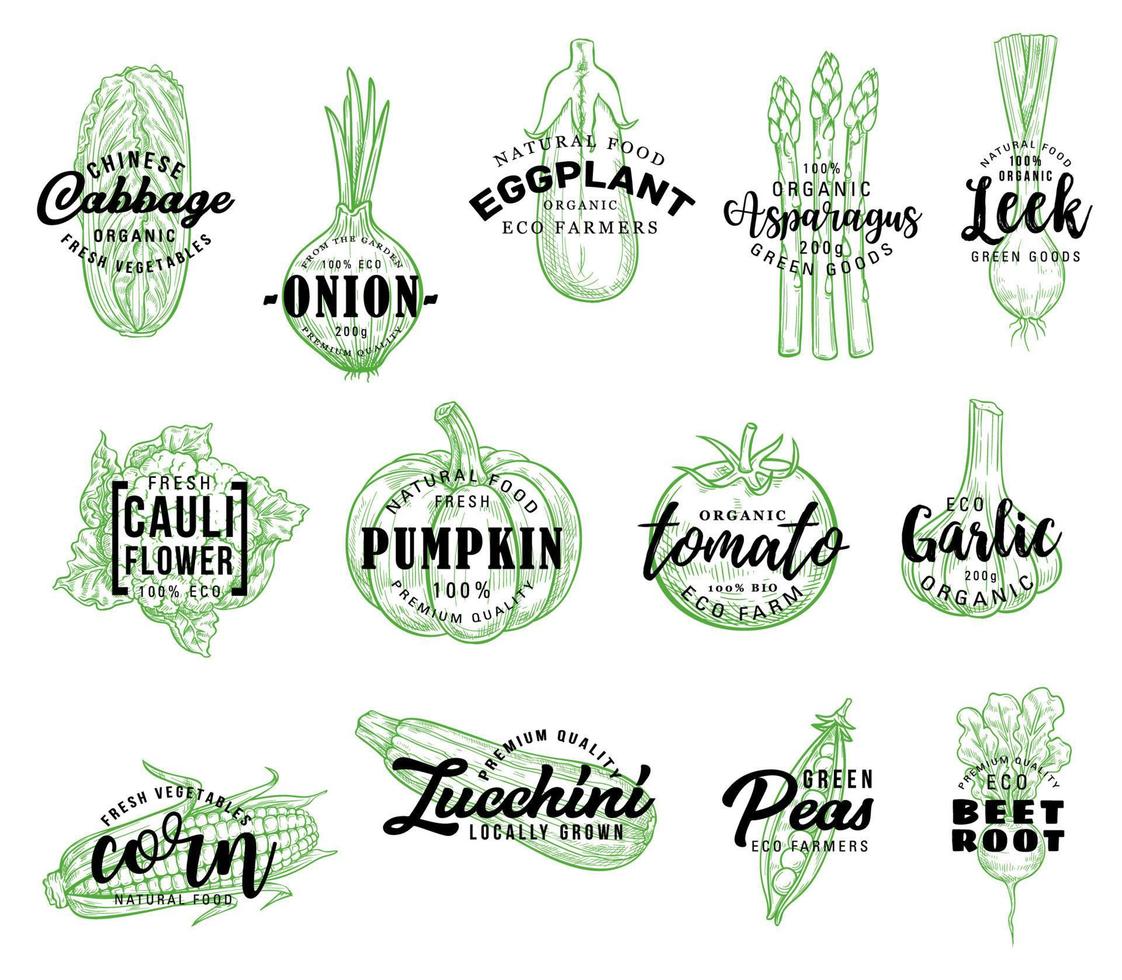 cosecha de verduras orgánicas, letras vectoriales vector