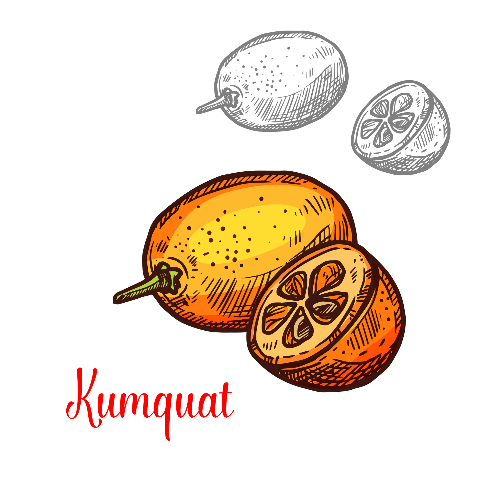 Kumquat fruit vector design 16141554 Vector Art at Vecteezy