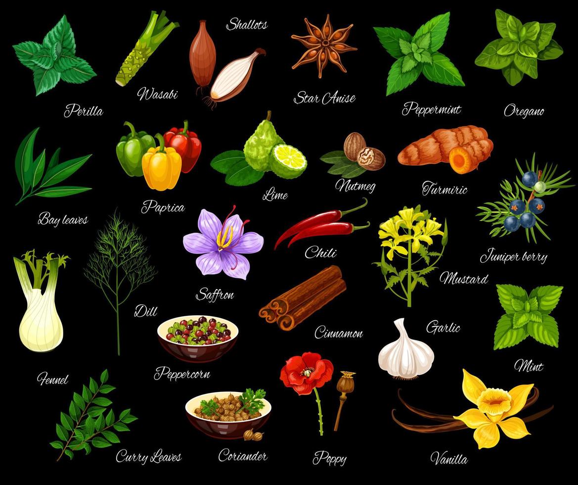 Cooking seasonings, herbs and spices vector
