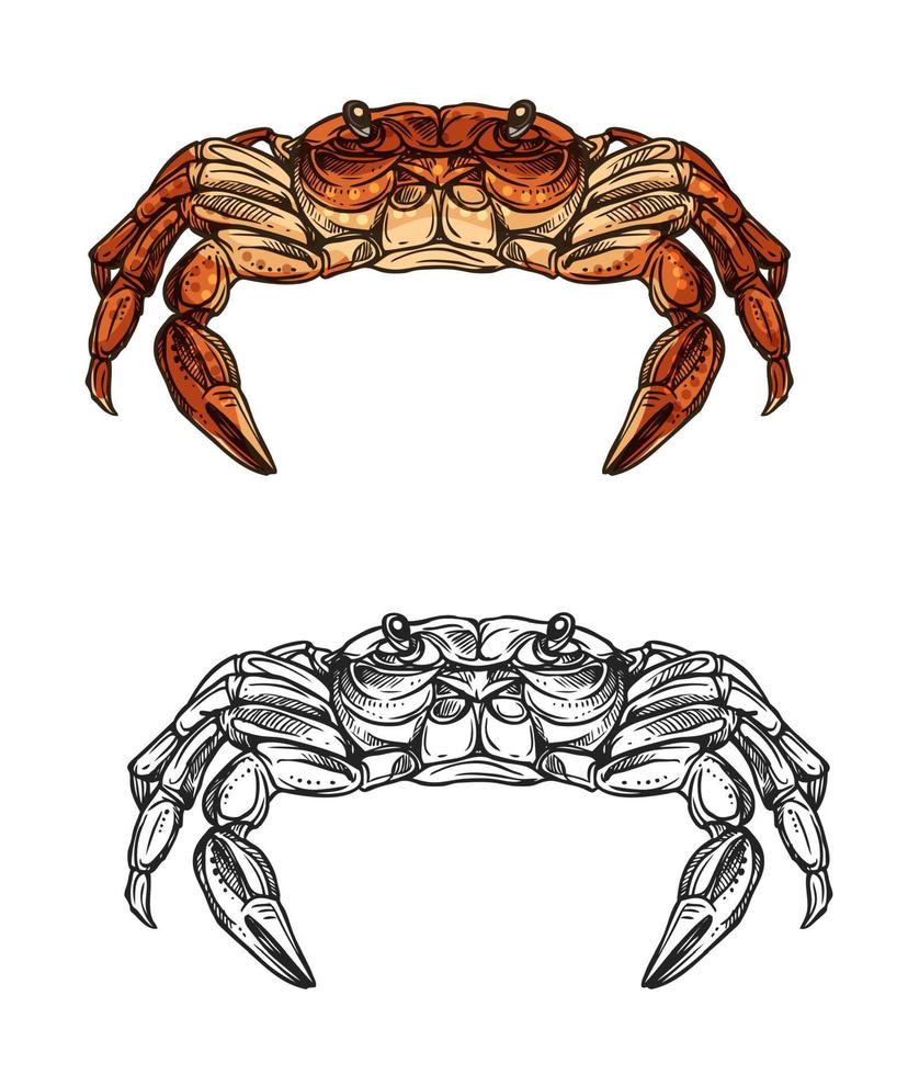 boceto de cangrejo de animal marino, crustáceo. fruto de mar vector