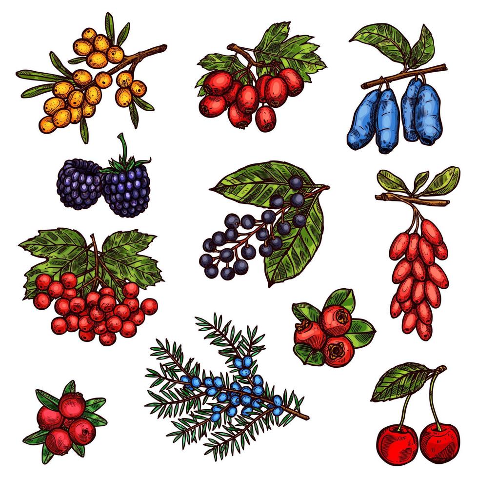 Farm garden and wild forest berry fruits vector